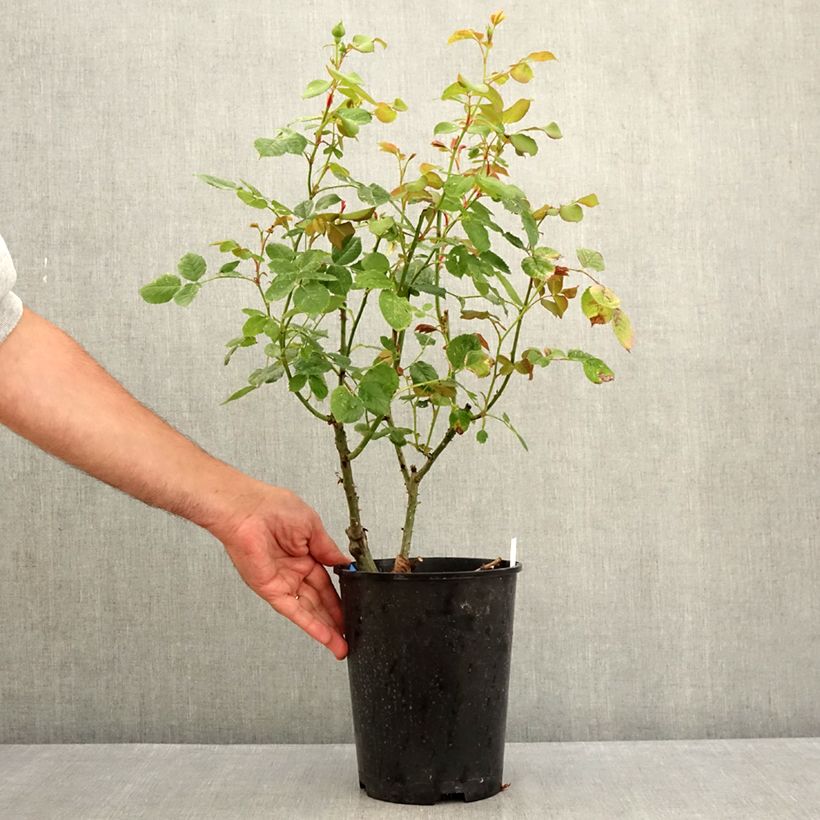 Example of Rosa Generosa® Cybelle - Struikroos Pot van 4 l/5 l as you get in ete
