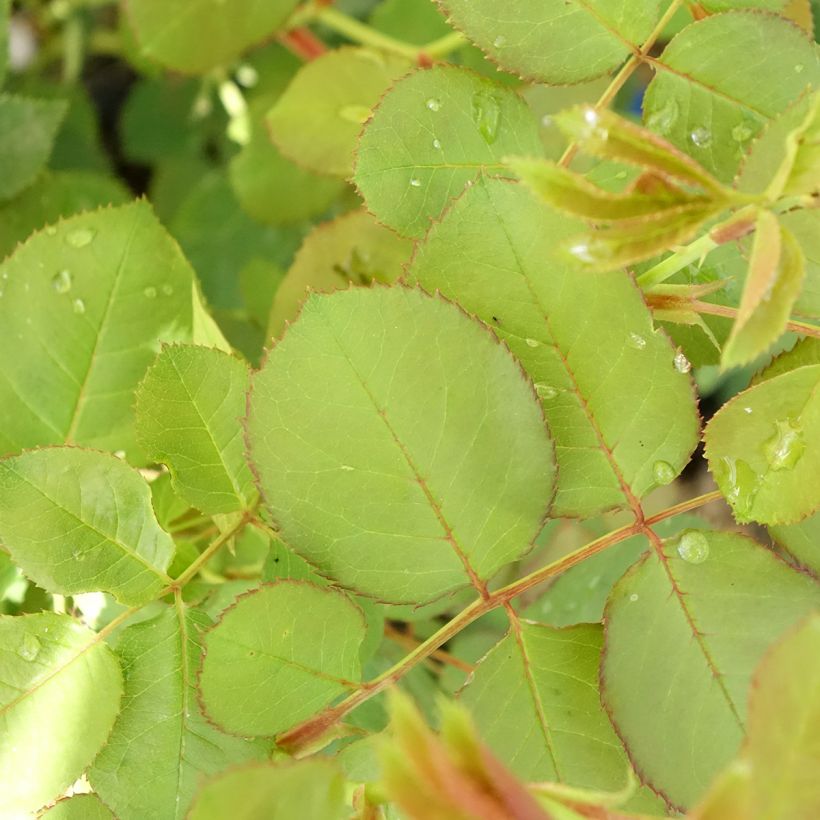 Rosa Generosa® Cybelle - Struikroos (Blad)