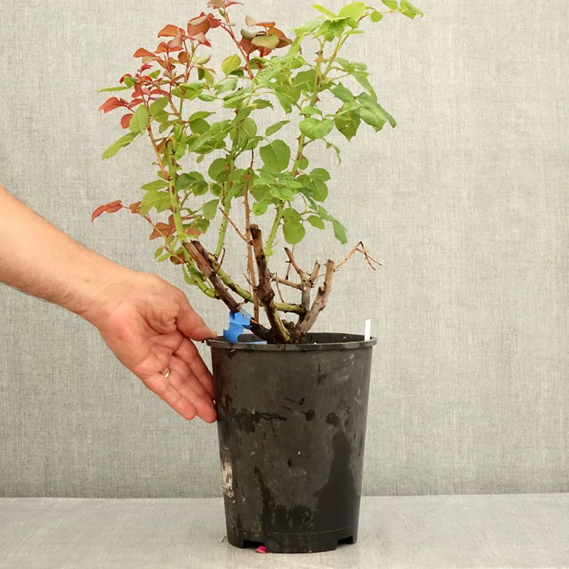 Example of Rosa Generosa® Elodie Gossuin - Struikroos Pot van 4 l/5 l as you get in ete