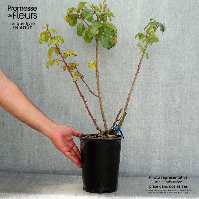 Exemplaar van Rosa Generosa® Emilien Guillot - Struikroos Pot van 4 l/5 l zoals geleverd in de zomer