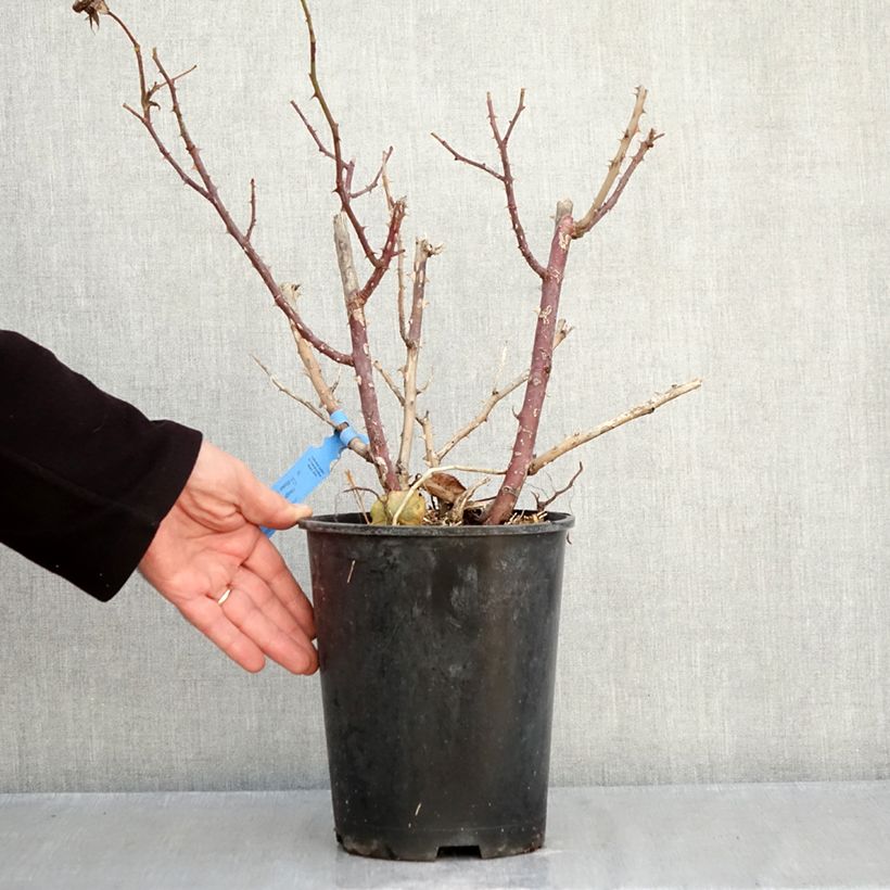 Exemplaar van Rosa Generosa® Emilien Guillot - Struikroos Pot van 4 l/5 l zoals geleverd in de herfst