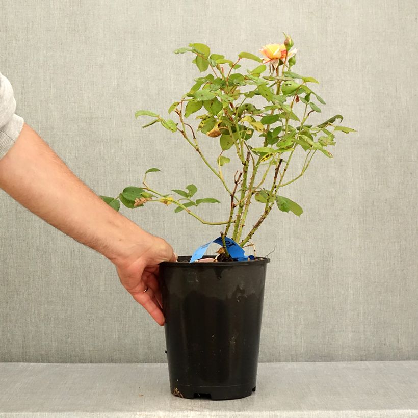 Exemplaar van Rosa Generosa® Fiona Gelin - Struikroos Pot van 4 l/5 l zoals geleverd in de zomer