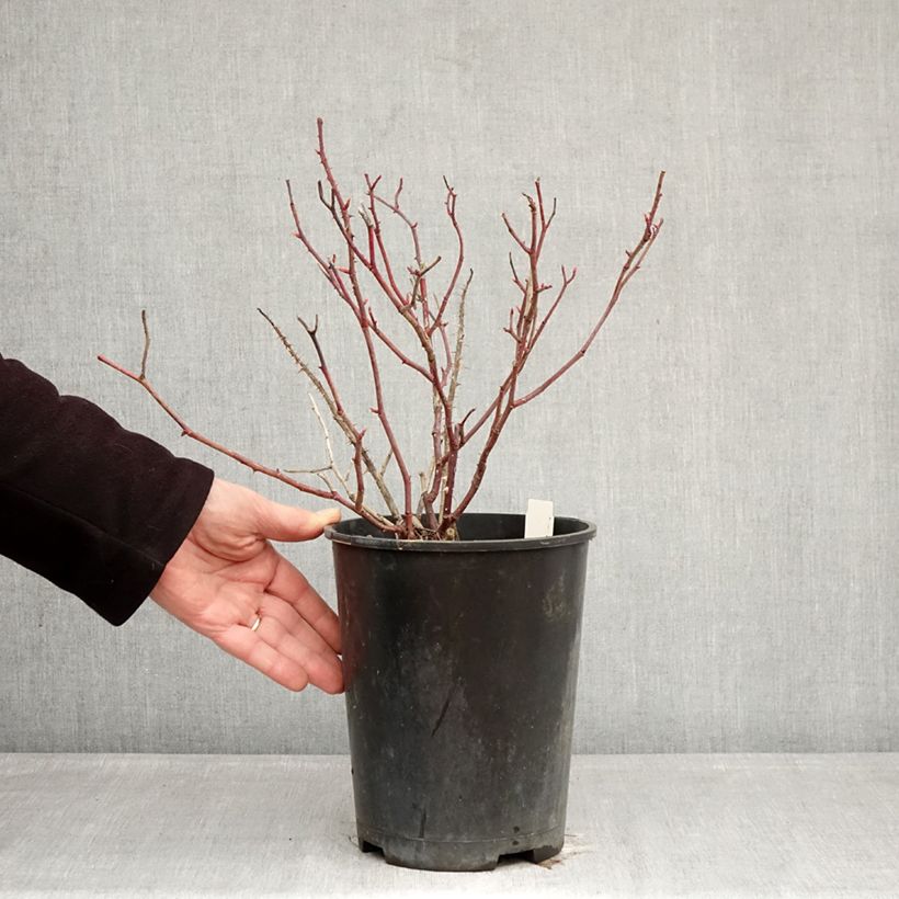 Example of Rosa Generosa® Fiona Gelin - Struikroos Pot van 4 l/5 l as you get in hiver