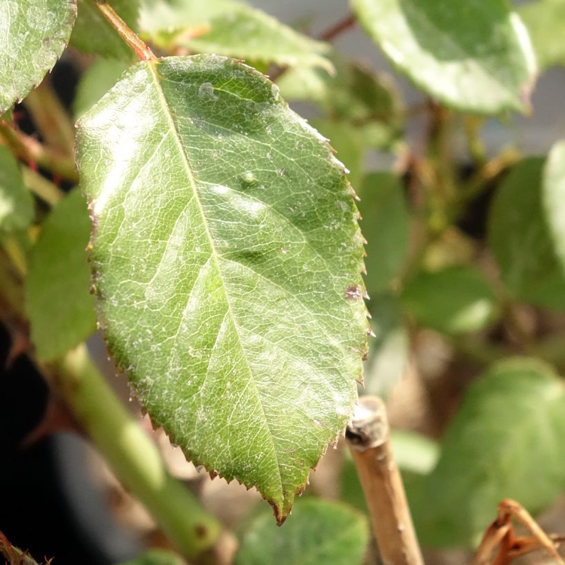 Rosa Generosa® Fiona Gelin - Struikroos (Blad)