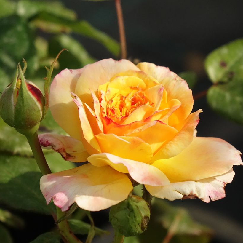Rosa Generosa® Fiona Gelin - Struikroos (Bloei)