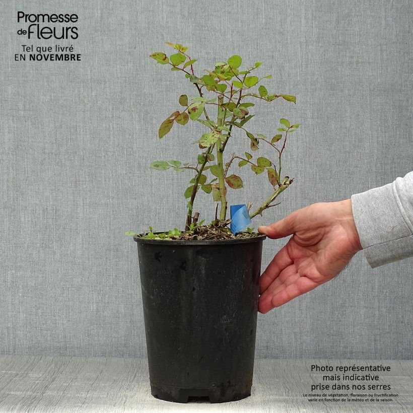 Exemplaar van Rosa Generosa® Institut Lumière - Struikroos Pot van 4 l/5 l zoals geleverd in de herfst