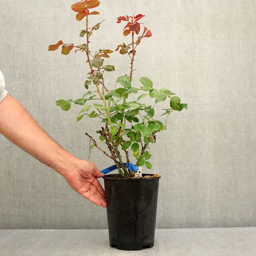 Exemplaar van Rosa Generosa® Laurent Cabrol - Struikroos Pot van 4 l/5 l zoals geleverd in de zomer