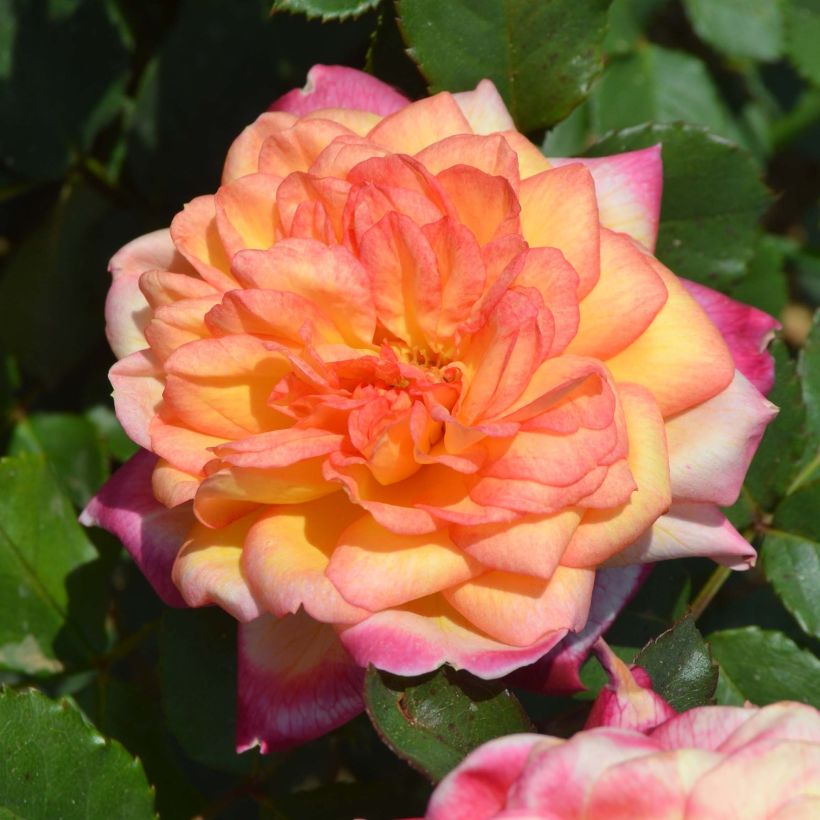 Rosa Generosa® Laurent Voulzy - Struikroos (Bloei)