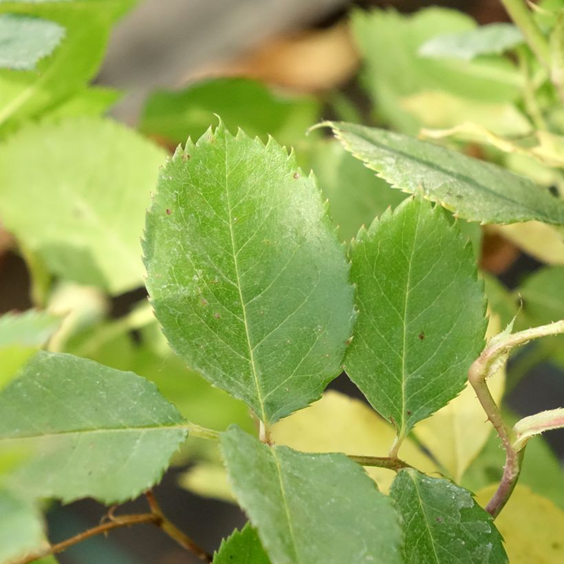 Rosa Generosa® Laurent Voulzy - Struikroos (Blad)