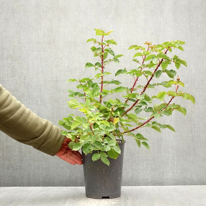 Exemplaar van Rosa Generosa® Dany Hahn - Struikroos Pot van 4 l/5 l zoals geleverd in de lente