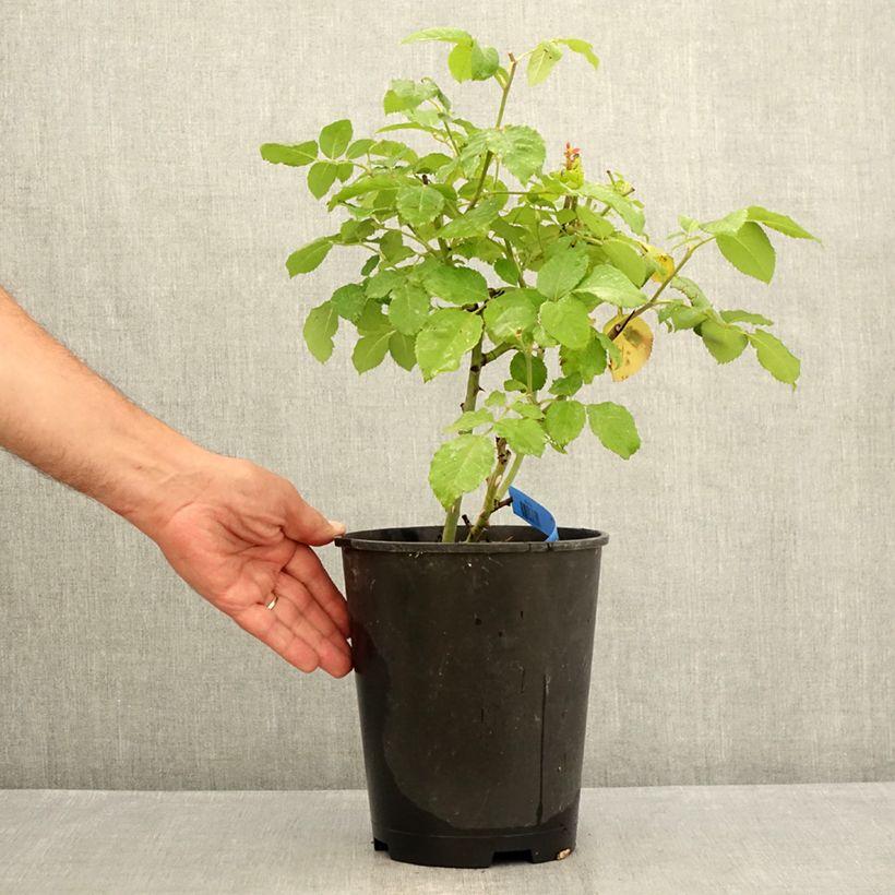 Exemplaar van Rosa Generosa® Paul Bocuse - Struikroos Pot van 4 l/5 l zoals geleverd in de zomer