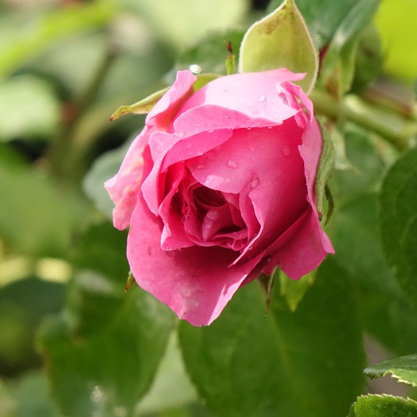 Rosa Generosa® Paul Bocuse - Struikroos (Bloei)