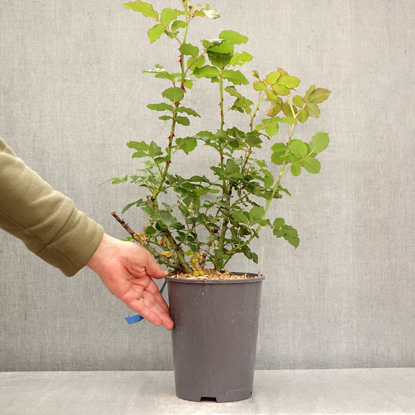 Exemplaar van Rosa Generosa® Reine Sammut - Struikroos Pot van 4 l/5 l zoals geleverd in de lente
