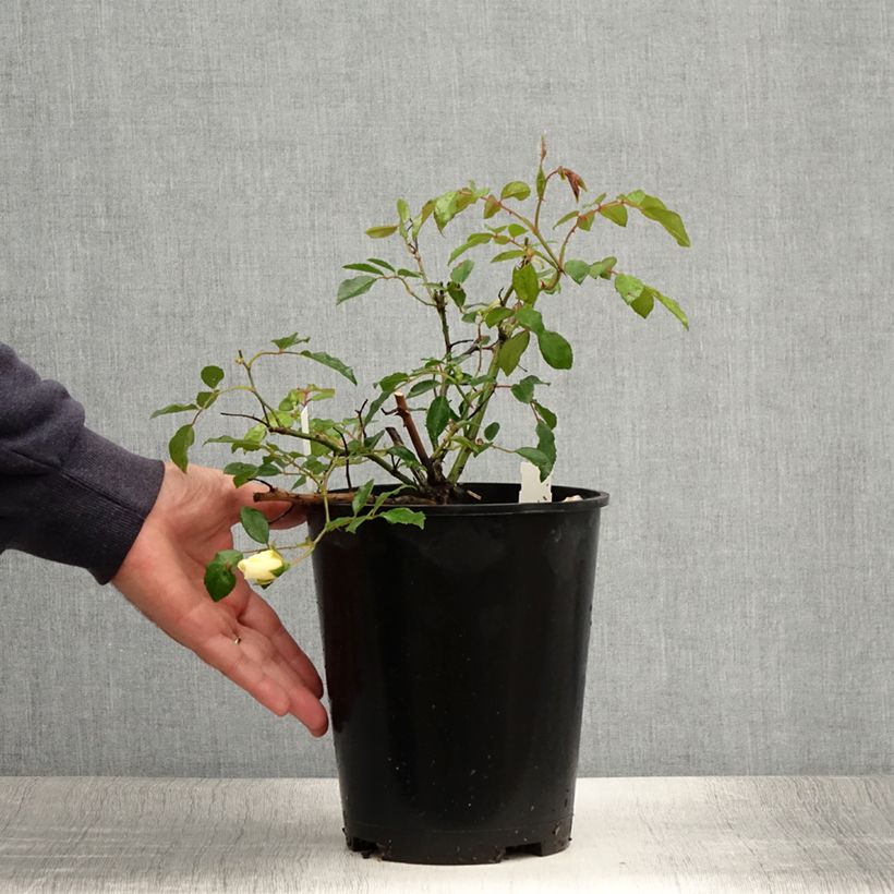 Exemplaar van Rosa Aimée Vibert - Klimroos Pot van 4 l/5 l zoals geleverd in de zomer