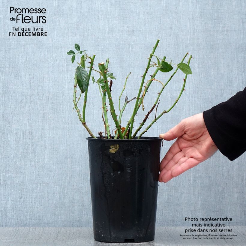Exemplaar van Rosa Alaska - Klimroos Pot van 4 l/5 l zoals geleverd in de herfst