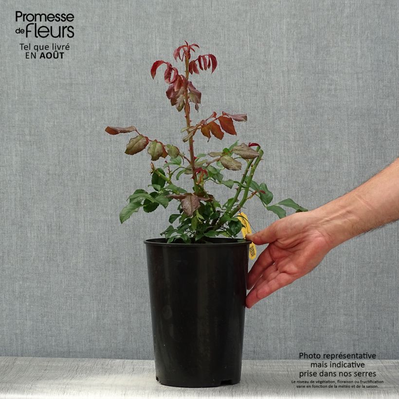 Exemplaar van Rosa Alaska - Klimroos Pot van 4 l/5 l zoals geleverd in de zomer