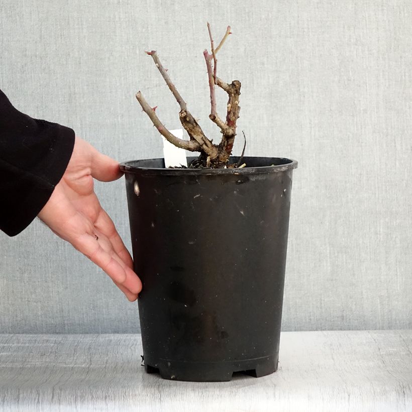 Exemplaar van Rosier grimpant Alaska  Pot de 4L/5L zoals geleverd in de winter
