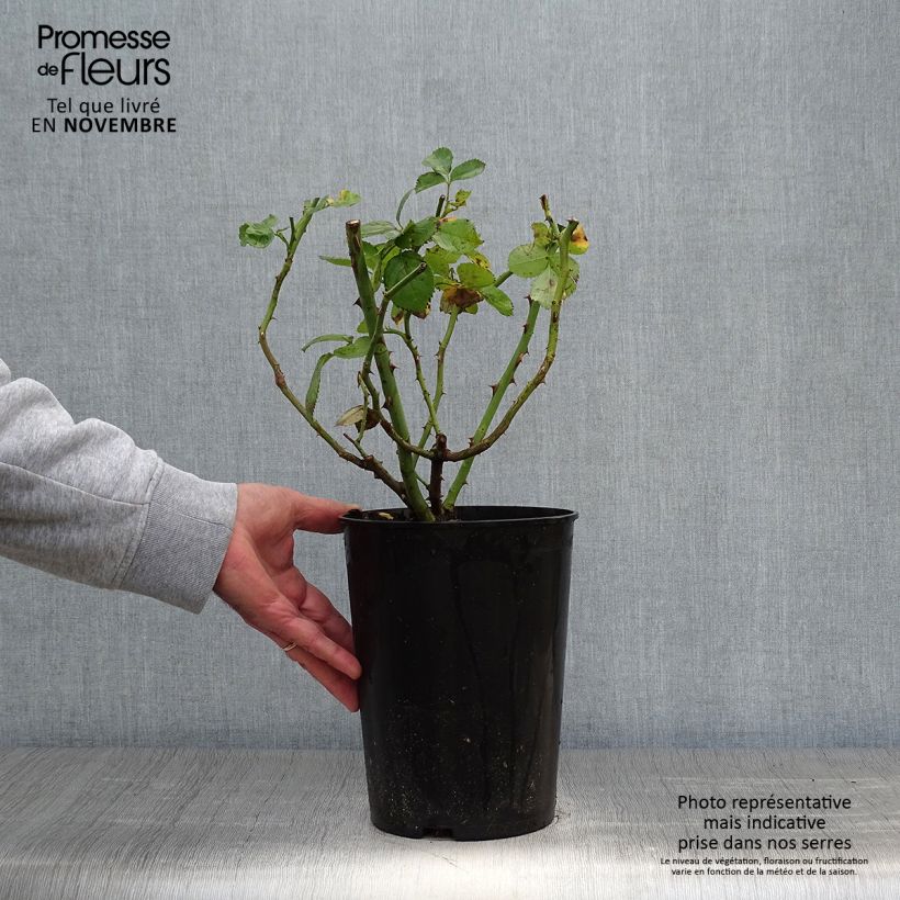 Exemplaar van Rosa Alchymist - Grootbloemige klimroos Pot van 4 l/5 l zoals geleverd in de herfst
