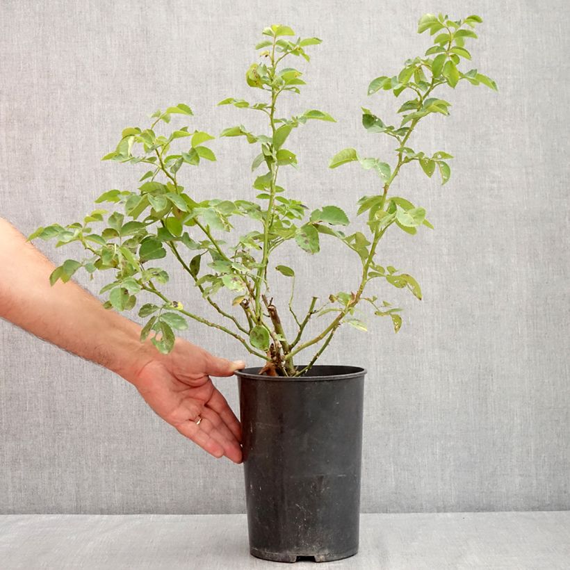 Exemplaar van Rosa Alchymist - Grootbloemige klimroos Pot van 4 l/5 l zoals geleverd in de zomer