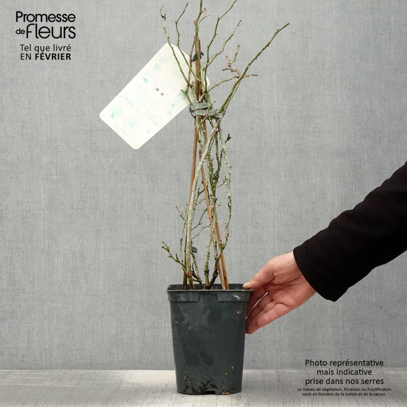 Exemplaar van Rosa Alina - Klimroos Pot van 4 l/5 l zoals geleverd in de winter