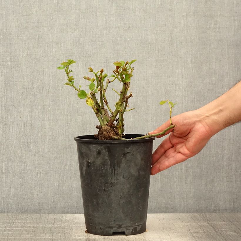 Example of Rosa Allegro - Klimroos Pot van 4 l/5 l as you get in printemps