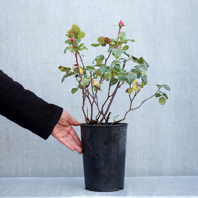 Exemplaar van Rosa Aloha - Klimroos Pot van 4 l/5 l zoals geleverd in de herfst
