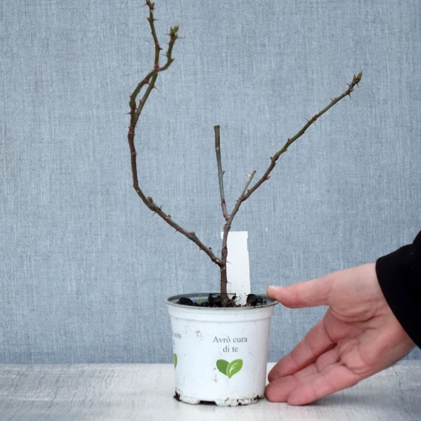 Exemplaar van Rosier grimpant Aloha de Kordes KORwesrug Pot de 10 cm/11cm, Issu de bouture zoals geleverd in de winter