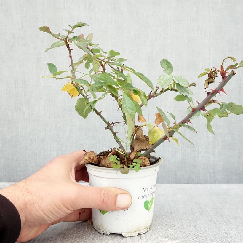 Exemplaar van Rosa Aloha - Doorbloeiende Klimroos Pot van 10 cm/11 cm zoals geleverd in de herfst