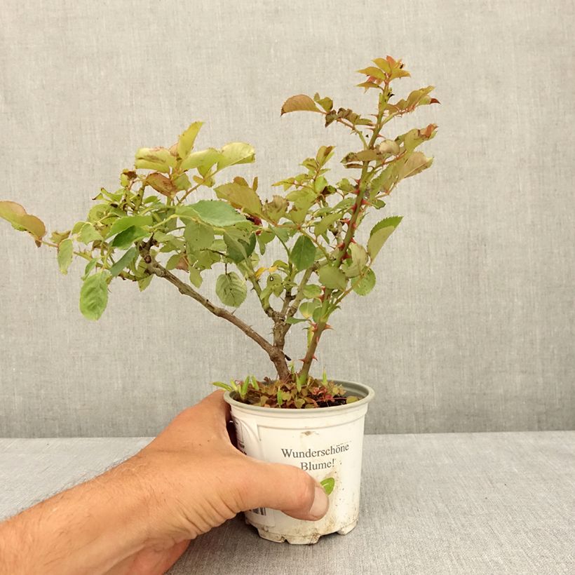Exemplaar van Rosa Aloha - Doorbloeiende Klimroos Pot van 10 cm/11 cm zoals geleverd in de zomer
