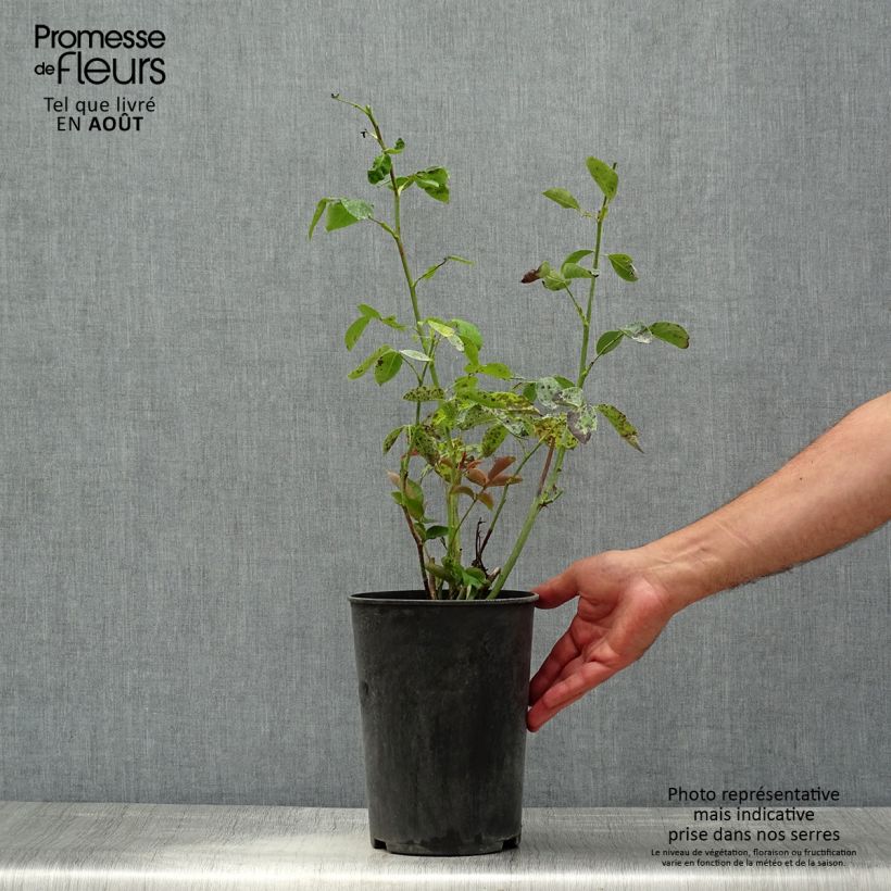 Exemplaar van Rosa Aloha - Doorbloeiende Klimroos Pot van 4 l/5 l zoals geleverd in de zomer