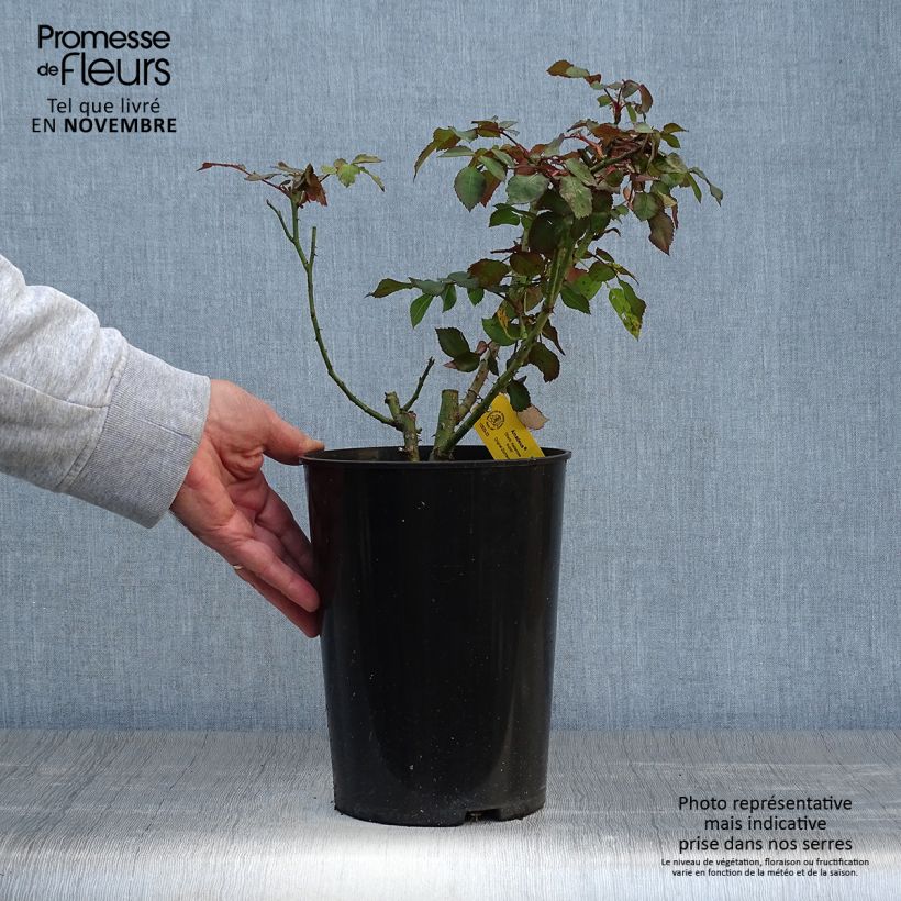 Exemplaar van Rosa Amadeus - Grootbloemige Klimroos Pot van 4 l/5 l zoals geleverd in de herfst