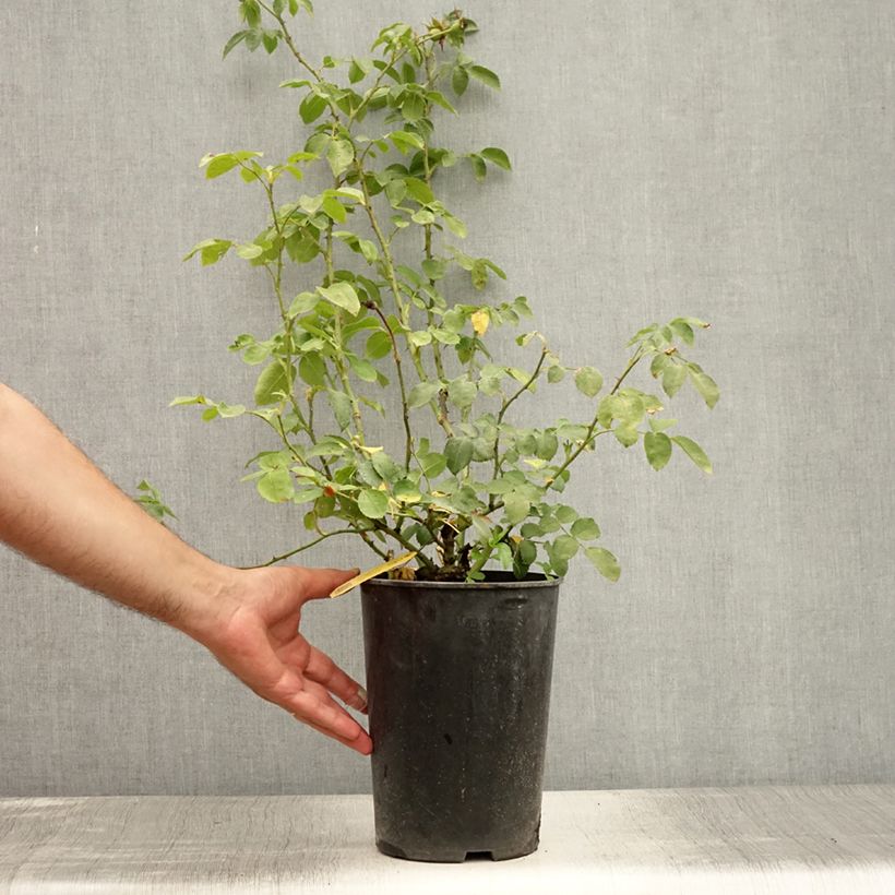 Exemplaar van Rosa Amadeus - Grootbloemige Klimroos Pot van 4 l/5 l zoals geleverd in de zomer