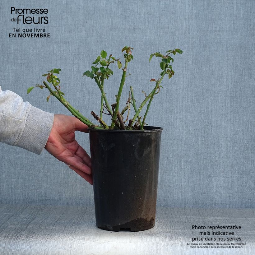 Exemplaar van Rosa American Pillar - Klimroos Pot van 4 l/5 l zoals geleverd in de herfst