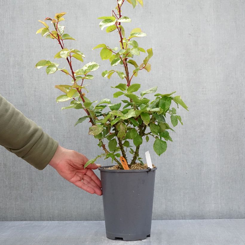 Exemplaar van Rosa Andre Le Notre - Klimroos Pot van 4 l/5 l zoals geleverd in de lente