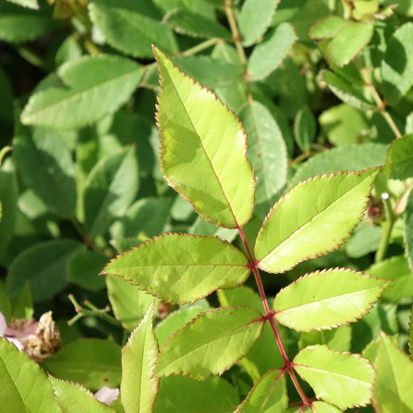 Rosa Little Rambler - Klimroos (Blad)