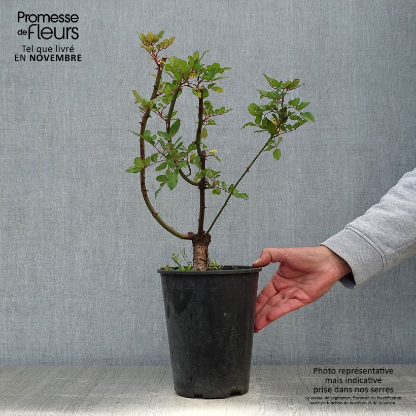Exemplaar van Rosier grimpant anglais Little Rambler Pot de 4L/5L zoals geleverd in de herfst