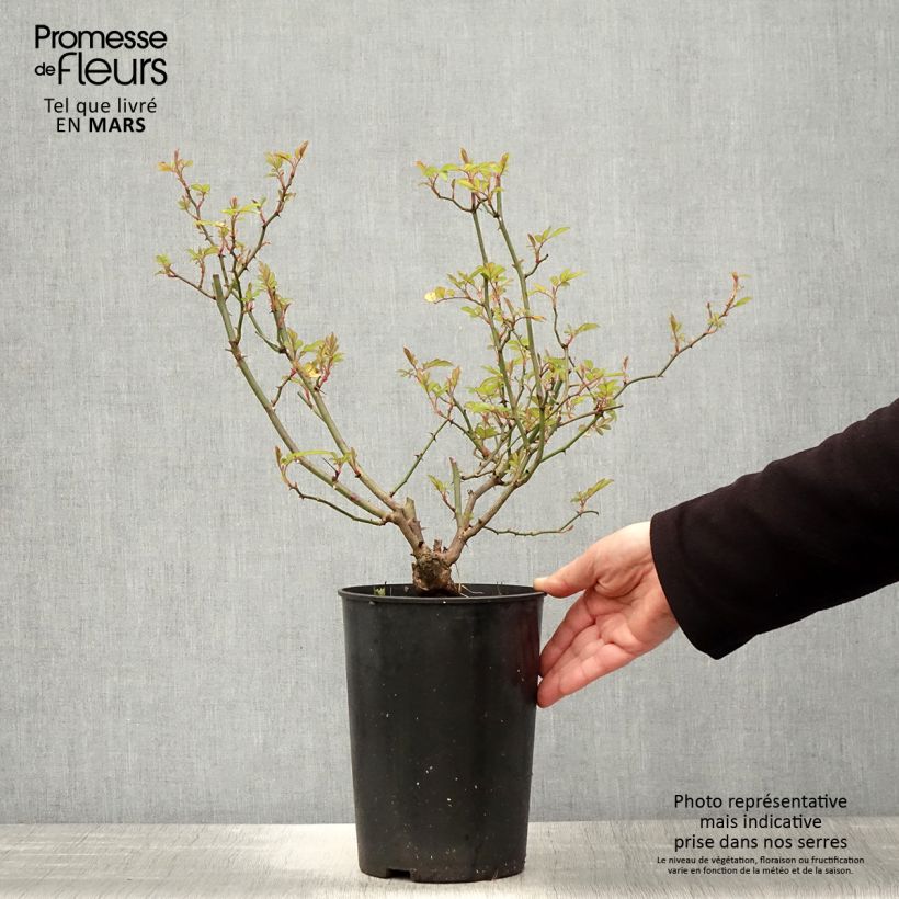 Exemplaar van Rosa Little Rambler - Klimroos Pot van 4 l/5 l zoals geleverd in de lente