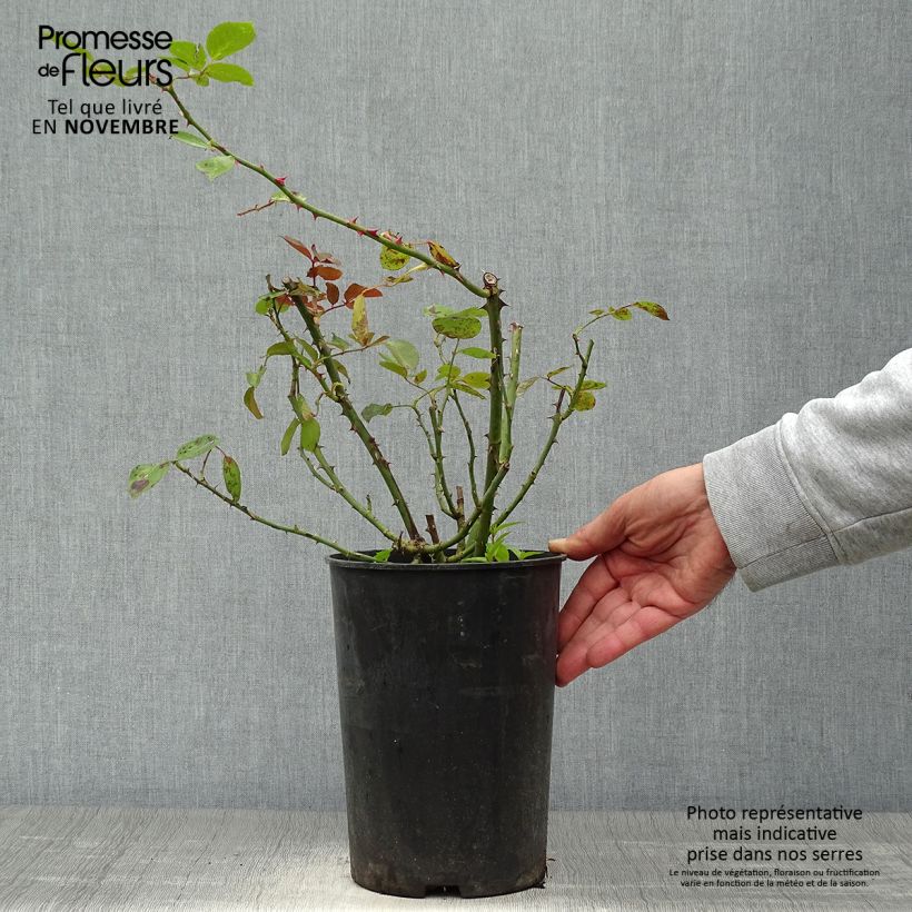 Exemplaar van Rosa Bantry Bay - Klimroos Pot van 4 l/5 l zoals geleverd in de herfst