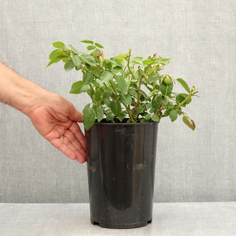 Exemplaar van Rosa Bantry Bay - Klimroos Pot van 4 l/5 l zoals geleverd in de zomer