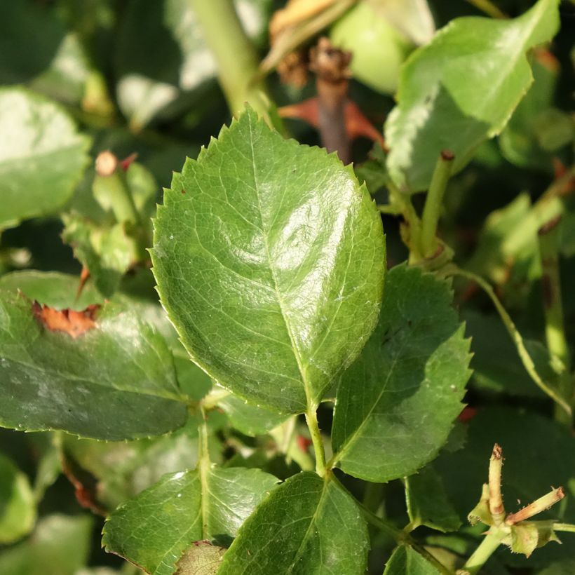 Rosa Bantry Bay - Klimroos (Blad)