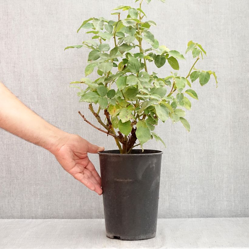 Exemplaar van Rosa Compassion - Klimroos Pot van 4 l/5 l zoals geleverd in de zomer