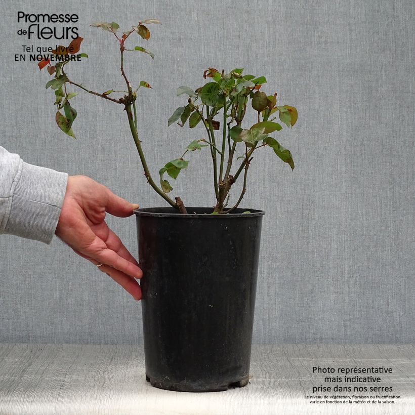 Exemplaar van Rosa Compassion - Klimroos Pot van 4 l/5 l zoals geleverd in de herfst