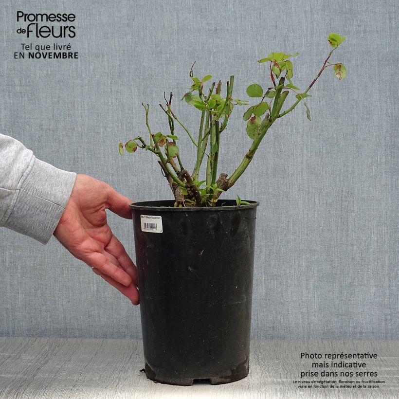 Exemplaar van Rosa Blaze Superior - Klimroos Pot van 4 l/5 l zoals geleverd in de herfst