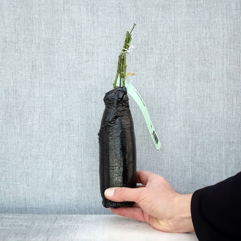 Exemplaar van Rosa Blush Noisette - Klimroos In kluit zoals geleverd in de winter