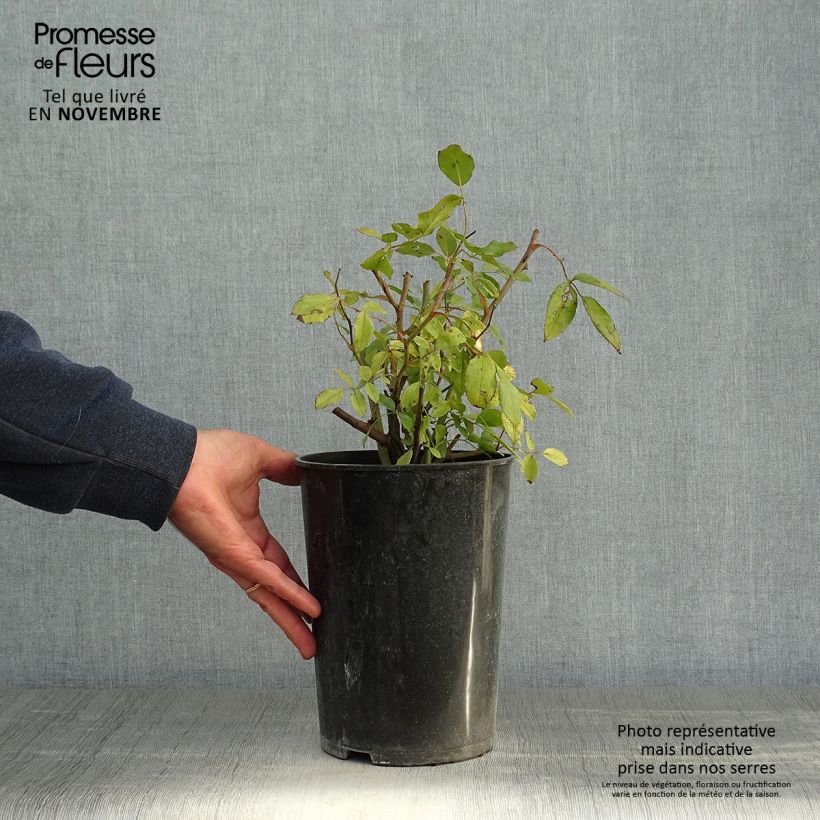 Exemplaar van Rosa Cécile Brunner - Klimroos Pot van 4 l/5 l zoals geleverd in de herfst
