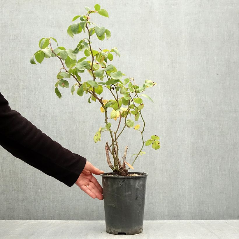 Exemplaar van Rosa Cherry Explosion - Klimroos Pot van 4 l/5 l zoals geleverd in de herfst