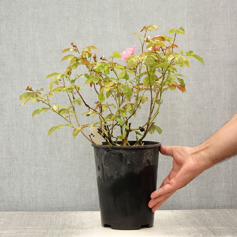 Exemplaar van Rosa Clair Matin - Grootbloemige klimroos Pot van 4 l/5 l zoals geleverd in de zomer