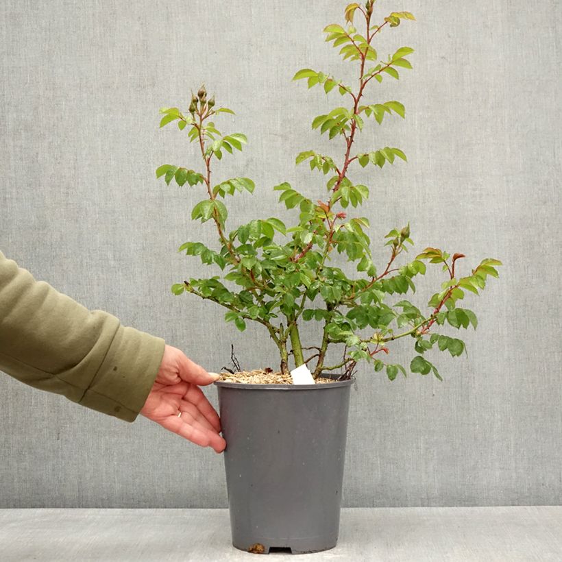 Exemplaar van Rosa Bajazzo - Klimroos Pot van 3 l/4 l zoals geleverd in de lente