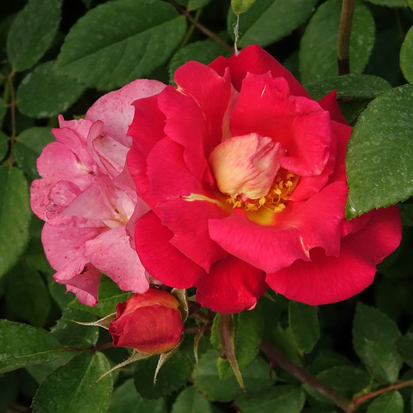 Rosa Bajazzo - Klimroos (Bloei)