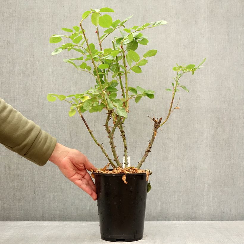 Exemplaar van Rosa Golden Gate - Grootbloemige Klimroos Pot van 4 l/5 l zoals geleverd in de lente